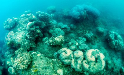 Broken and dead coral will be recycled to help protect and grow the Great Barrier Reef.